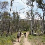 yrtleford - Avventura con il 4x4 sul mt. buffalo national park.